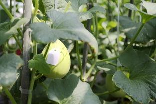 茶山吃瓜吧,揭秘茶山美食与休闲生活新风尚