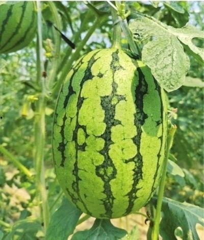 武汉椅子打卡吃瓜,一场别开生面的“吃瓜”盛宴