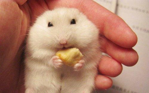 仓鼠吃瓜动图,仓鼠萌动瞬间