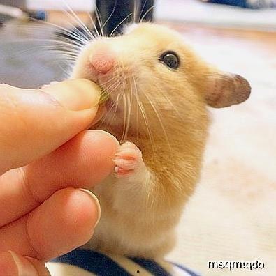 仓鼠吃瓜动图,仓鼠萌动瞬间