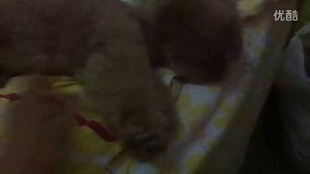 吃心脏的那个瓜视频