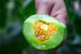 吃心脏的那个瓜视频