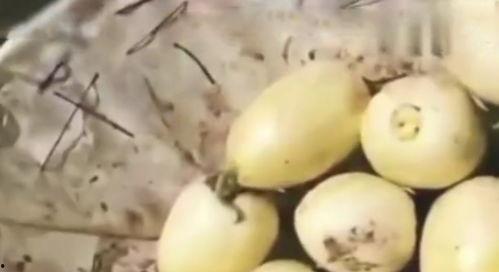 中原果农吃瓜,瓜果飘香，共享丰收喜悦