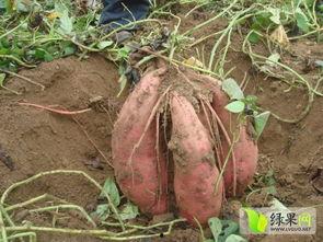 泗水吃大瓜,畅享大瓜美食之旅