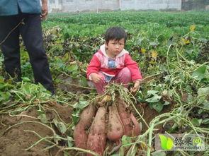 泗水吃大瓜,畅享大瓜美食之旅