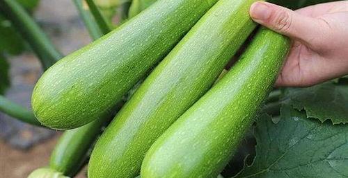 兰瓜能天天吃吗,每日享用，健康生活新选择