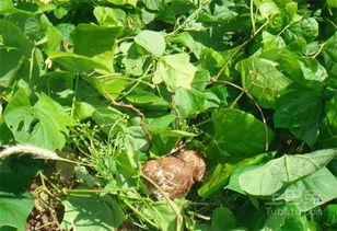 黄毛最新吃瓜,揭秘娱乐圈最新热点事件