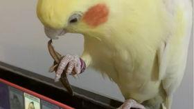 黄毛最新吃瓜,揭秘娱乐圈最新热点事件