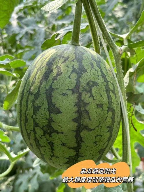 吃瓜小孩爱吃瓜,吃瓜小孩的瓜趣生活