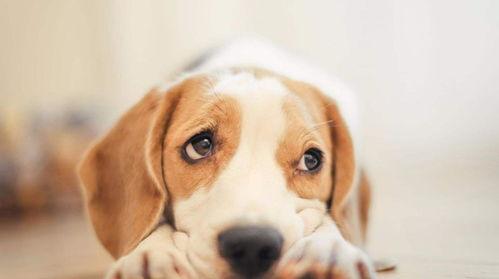 白狗吃瓜后续,揭秘神秘事件背后的真相与谜团