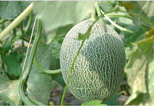 这样吃哈密瓜,这样吃，尽享夏日清凉