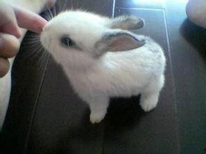 宠物兔夏天吃瓜