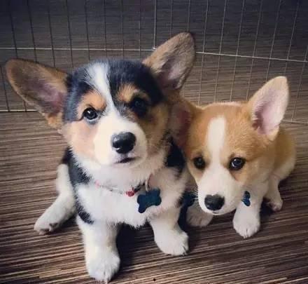 柯基兄弟吃瓜技巧