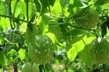 吃吊瓜声控,解锁味蕾新体验