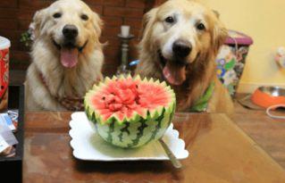 狗狗可以吃洋瓜,洋瓜成为宠物新宠