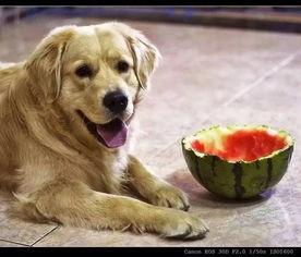 狗狗可以吃洋瓜,洋瓜成为宠物新宠