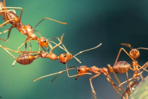 油画棒蚂蚁吃瓜,蚂蚁与瓜果的奇妙邂逅