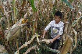 陇南礼县吃瓜新闻,一场意外的“瓜事”引发全民热议