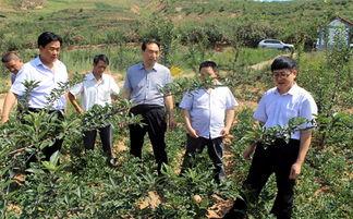 陇南礼县吃瓜新闻,一场意外的“瓜事”引发全民热议