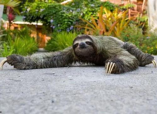 动物并排吃瓜看戏,共享瓜戏时光