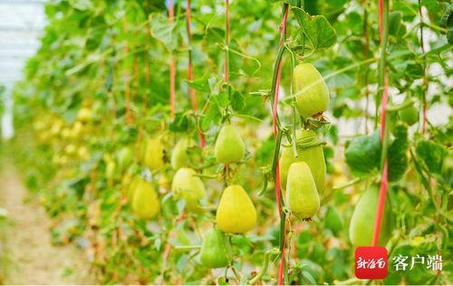 吃瓜用的网名,揭秘那些趣味横生的吃瓜网名背后的故事