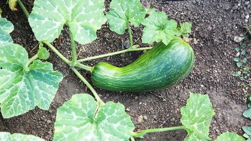 胃病可以吃瓠瓜,瓠瓜的养生功效与食用指南