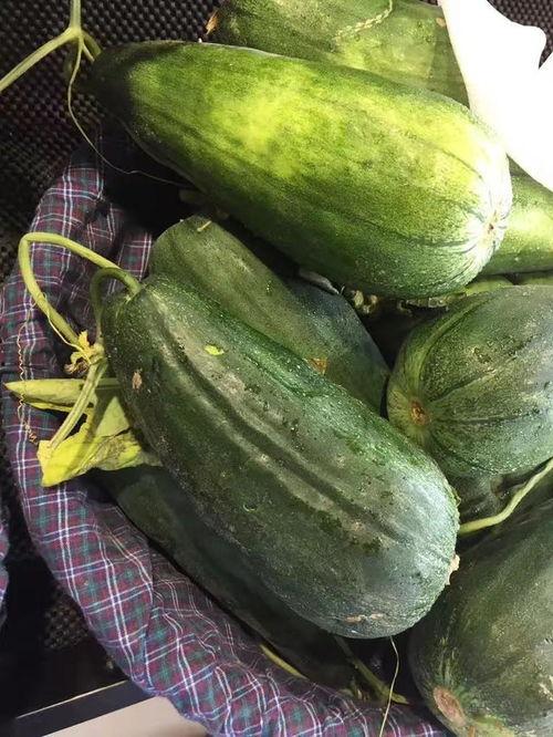 吃瓜溧阳,吃瓜之旅，品味地方特色