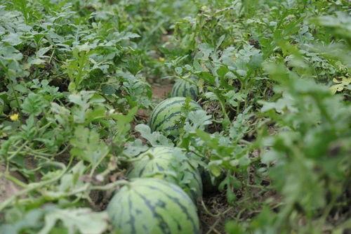 吃瓜溧阳,吃瓜之旅，品味地方特色