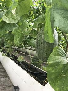 吃瓜在线观播放,揭秘热门事件背后的真相与笑料