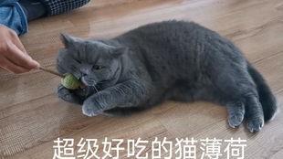 英短蓝猫吃瓜,英短蓝猫的夏日“吃瓜”时光