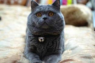 英短蓝猫吃瓜,英短蓝猫的夏日“吃瓜”时光