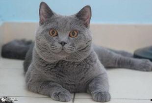 英短蓝猫吃瓜,英短蓝猫的夏日“吃瓜”时光