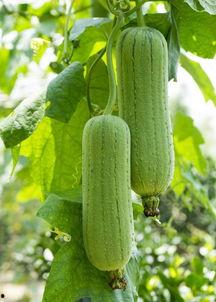 吃瓜杀菌吗,揭秘夏日消暑美食的神奇功效