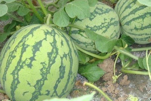 户外吃瓜的感觉