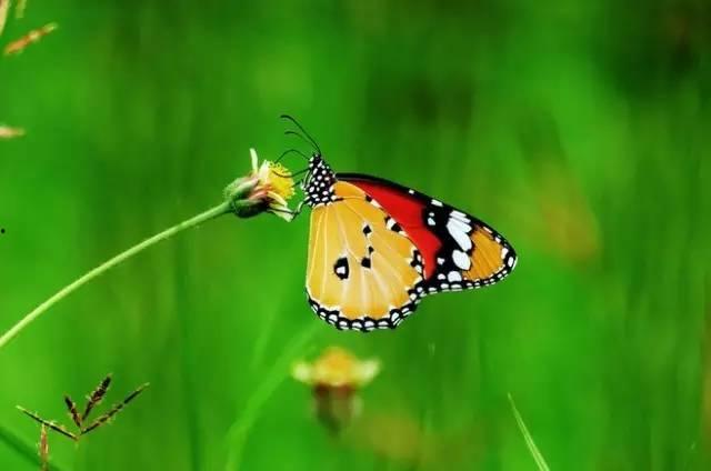 吃瓜要爱花,品味生活之美