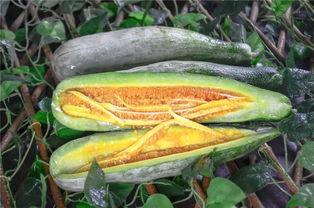 常德网红吃瓜,揭秘当地美食背后的故事