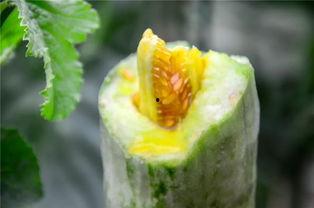 常德网红吃瓜,揭秘当地美食背后的故事