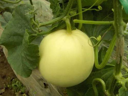 吃小白瓜中毒视频,食用前需谨慎处理