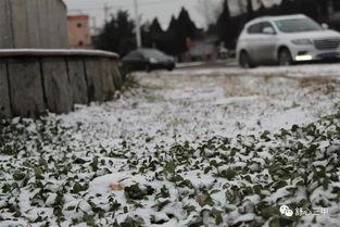 吃瓜群众运雪,一场别开生面的冬日奇遇