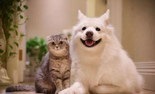 带你吃瓜野生猫狗,野生猫狗的趣味生活