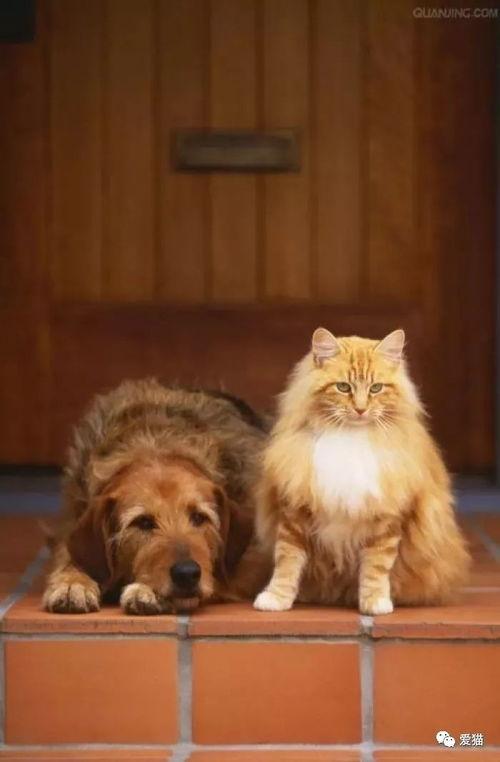 带你吃瓜野生猫狗,野生猫狗的趣味生活