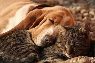 带你吃瓜野生猫狗,野生猫狗的趣味生活