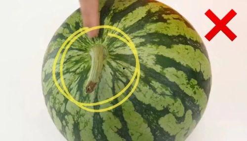 常熟吃瓜视频,揭秘当地美食文化背后的故事