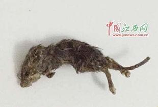 大老鼠天天在家吃瓜