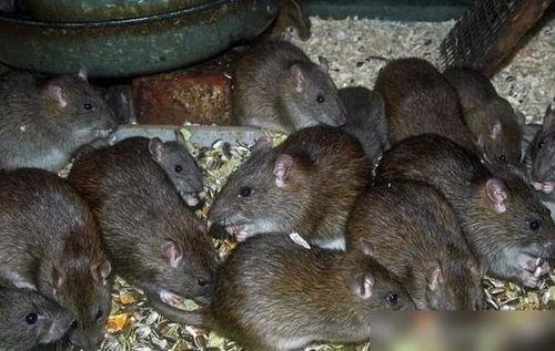 大老鼠天天在家吃瓜