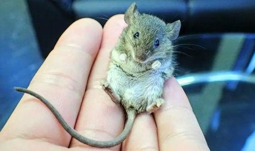 大老鼠天天在家吃瓜