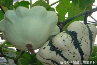 瓜晒干怎么吃,解锁夏日美味新境界