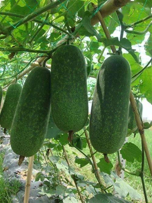 痛风可以吃苗瓜吗,苗瓜成为饮食新选择