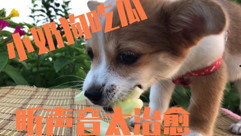 狗吃刺瓜,刺瓜美食之旅