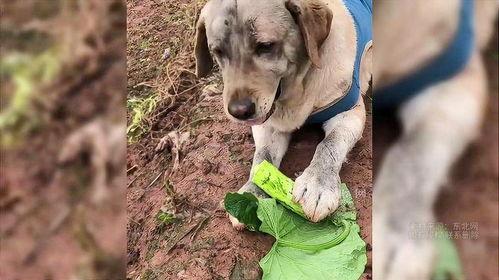 狗吃刺瓜,刺瓜美食之旅